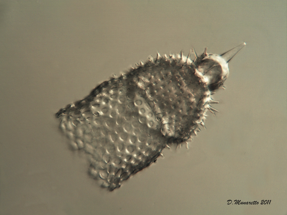 Radiolari Polycystina 5